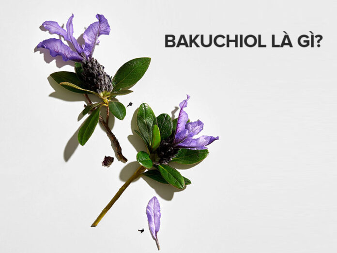 Hiểu đúng về Bakuchiol