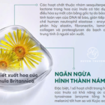 Chiết xuất hoa cúc Inula britannica