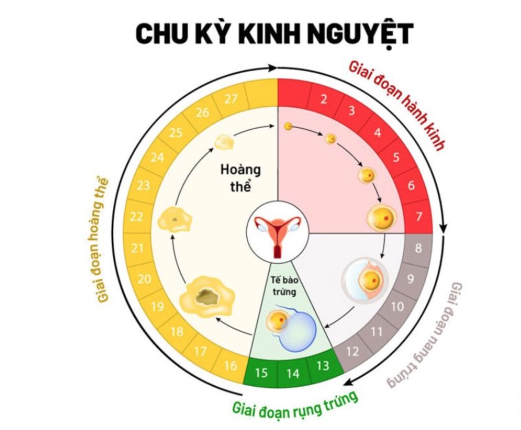 Chăm sóc da theo chu kỳ Hormone cho làn da rạng rỡ