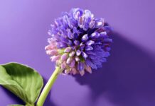 Bakuchiol, thành phần vàng trong làng chống lão hoá